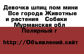 Девочка шпиц пом мини - Все города Животные и растения » Собаки   . Мурманская обл.,Полярный г.